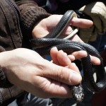 Cocullo | Cocullo Snake Festival | Cocullo Serpari San Domenic Cocullo | Cocullo Snake Festival | Cocullo Serpari San Domenic