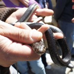 Cocullo | Cocullo Snake Festival | Cocullo Serpari San Domenic Cocullo | Cocullo Snake Festival | Cocullo Serpari San Domenic