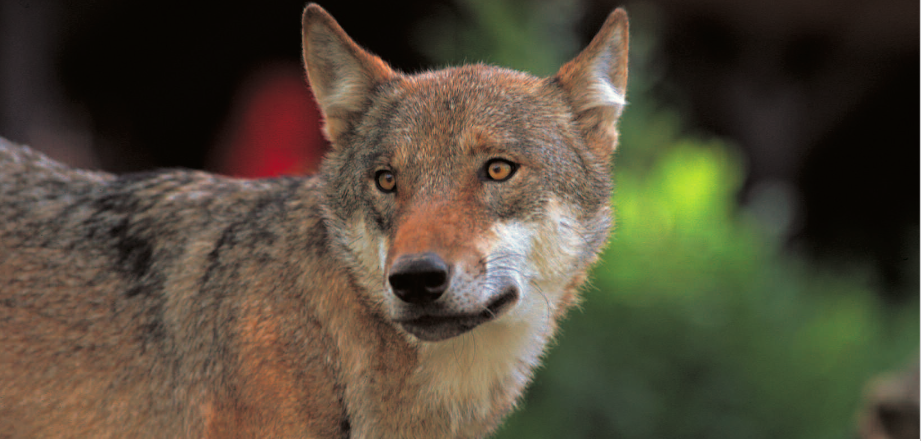 Italian Wolf | Abruzzo National Park | Gran Sasso | majella national park Italian Wolf | Abruzzo National Park | Gran Sasso | majella national park